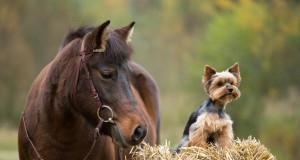 Ganz egal wem der Heu-, Stroh oder Grashaufen auch gehört - Ponys haben IMMER Vorrang! © Shutterstock | Vera Zinkova