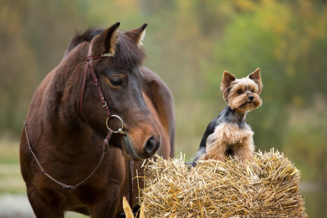 Ganz egal wem der Heu-, Stroh oder Grashaufen auch gehört - Ponys haben IMMER Vorrang! © Shutterstock | Vera Zinkova