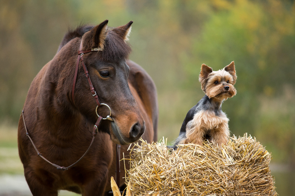 Ponypower: 7 Dinge, die jeder Ponybesitzer nur allzu gut kennt!