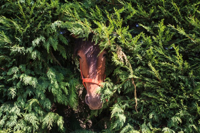 Vor einem Pony ist kein Zaun und auch keine Hecke sicher! © Shutterstock | bepsy