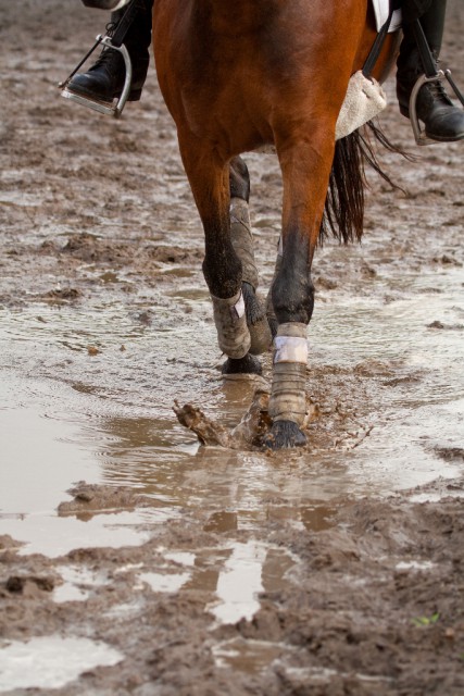 Das Pony schön machen? Klar, bis die nächste Schlammlacke kommt! © Shutterstock | Michael Hansen