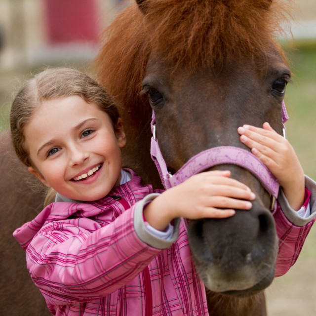 Nicht jedes Halfter passt auch einem Pony. © Shutterstock | gorillaimages