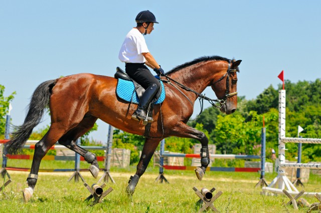 Trot poles or small cavalettis are excellent for older horses! © Shutterstock | pirita