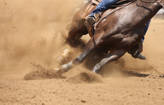 Ältere Pferde sind angenehm wie ein Profi! © Shutterstock | CustomPhotographyDesign