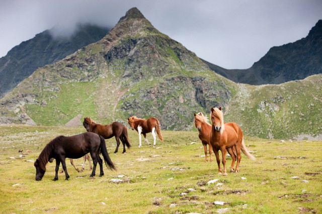 Die Herde bestand aus Haflingern, Isländern und Norikern. © Alessandra Sarti