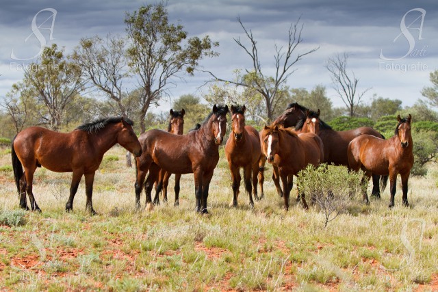 Die Brumbies entstammen domestizierten Pferden und sind Australiens Wildpferde © Alessandra Sarti