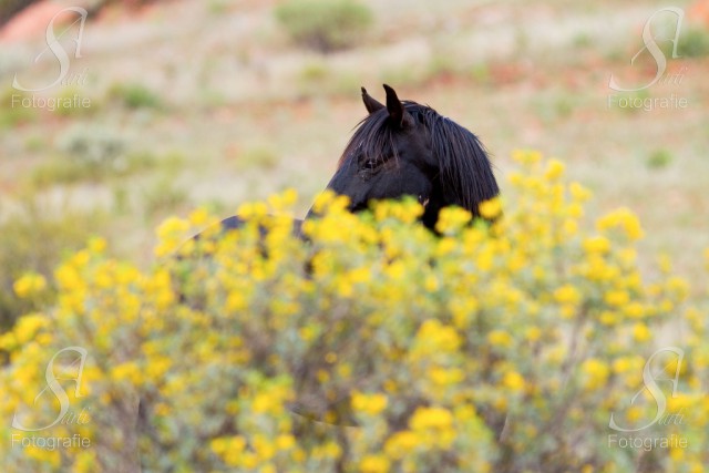 Das hohe Gras nach dem Regen sorgte bei den wilden Pferden für besonders sichere Verstecke © Alessandra Sarti 