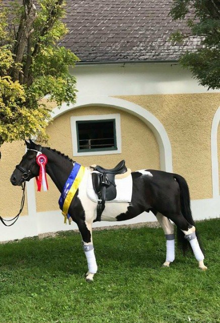 Cash TZ gewann das Championat der Pintoreitpferde in Stadl Paura. © Tamara Eder