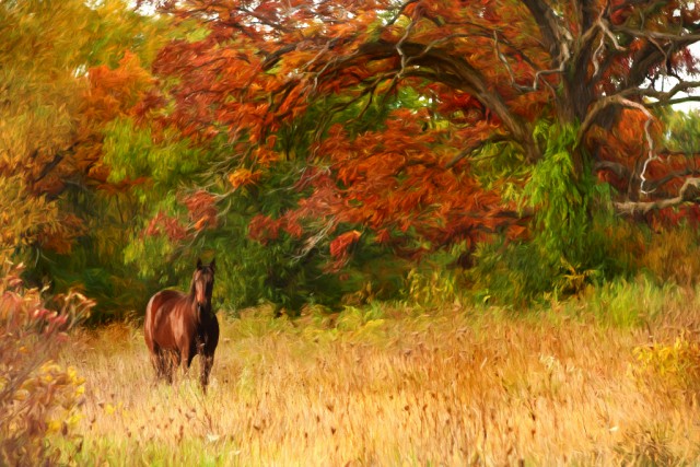 Im Herbst schiebt das Unterfell nach, aber die Energiezufuhr durch den Weidegang läßt nach. Wie kann man das Pferd in dieser Zeit am besten versorgen? © Francey / Shutterstock