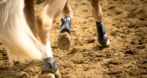 Auch unsere deutschen Nachbarn dürfen nach den Corona-Maßnahmen in einem ersten Lockerungs-Schritt ihre Pferde wieder trainieren und mit ihnen an Unterricht teilnehmen. © Shutterstock | Catwalk Photos