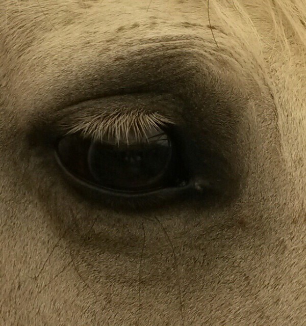 Das scharfe Sehen ist nicht nur bei den Pferden wichtig! © mentalsportsconsulting.com