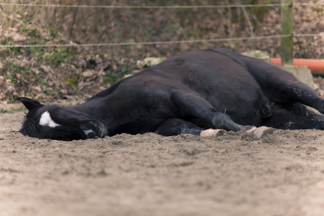 Faule Pferde stellen für den Reiter manchmal eine echte Herausforderung dar! © Bildagentur Zoonar GmbH / Shutterstock
