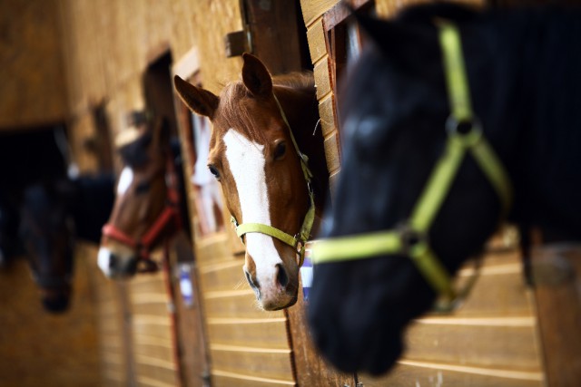 Jedes Pferd hat seine eigene Persönlichkeit. © Alexandru Nika / Shutterstock