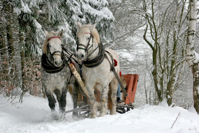 Der Schnee und die kühleren Temperaturen lassen die Pferde oft "frischer" werden. © pixabay | Tomasz Proszek