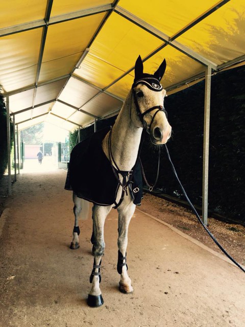 Für Roland`s EM-Pferd Chambery war der Turnierstart in Italien die Vorbereitung auf das CSI4* in München (GER) am kommenden Wochenende. © Barbara Hubner Facebook