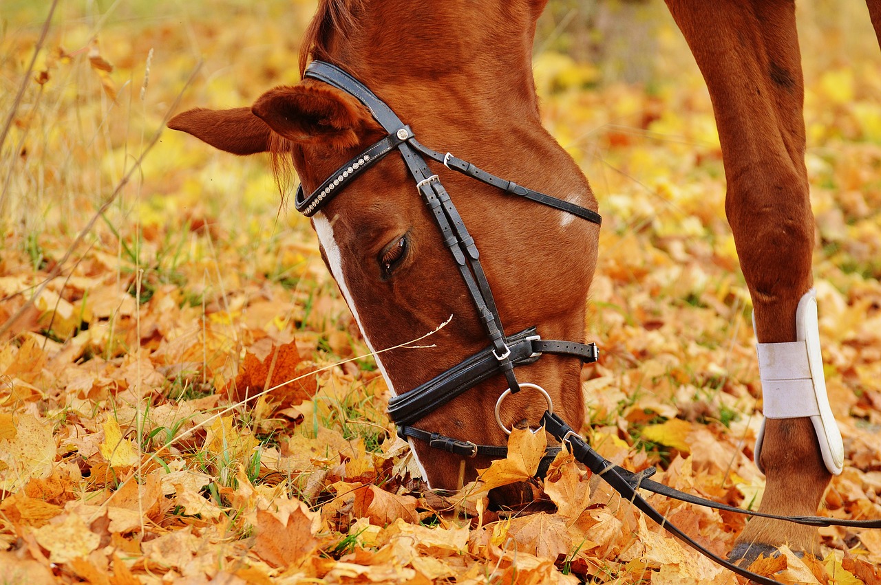 Gönne nicht nur dir, sondern auch deinem Pferd während dem Turnier Auszeiten. © pixabay | alexa