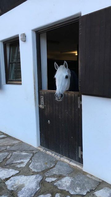 Chardonnay durfte an diesem Wochenende zu Hause bleiben. Für ihn geht es nach Weihnachten beim Weltcupturnier in Mechelen weiter! © Max Kühner Sporthorses