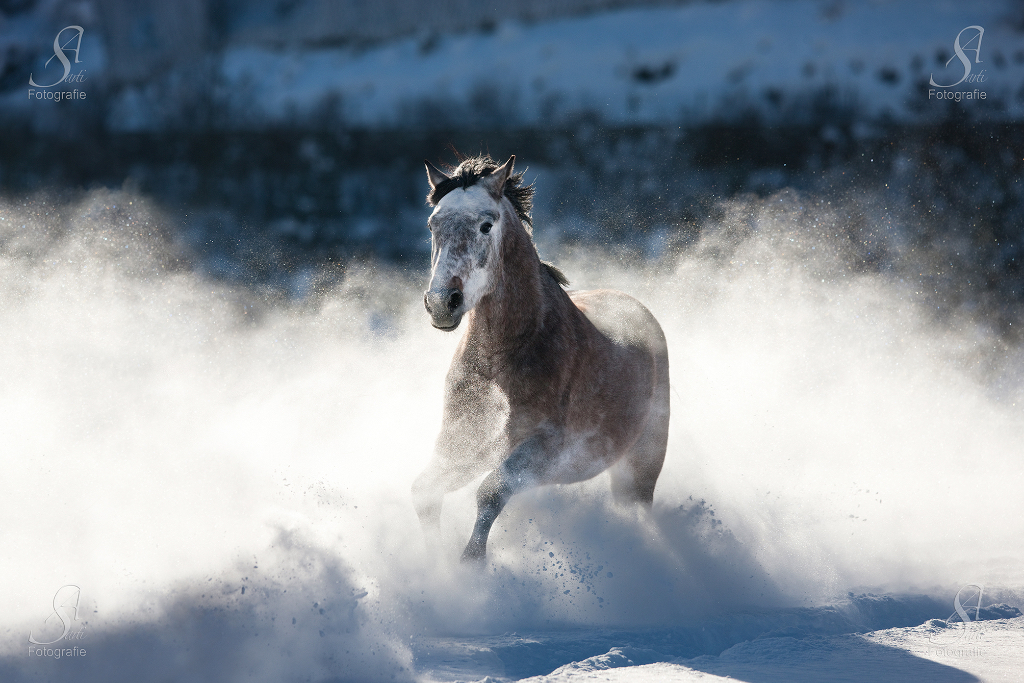 Der Warmblüter galoppierte, angeheizt von seinem Weggefährten, rasant durch den Schnee © Alessandra Sarti