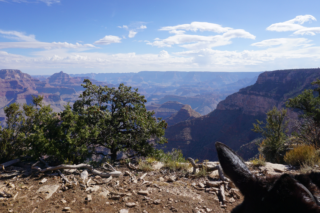 Mein Maultierritt am Grand Canyon