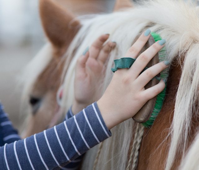 Sieben Neujahrsvorsätze für Reiter und Pferdeliebhaber. © Shutterstock / Budimir Jevtic
