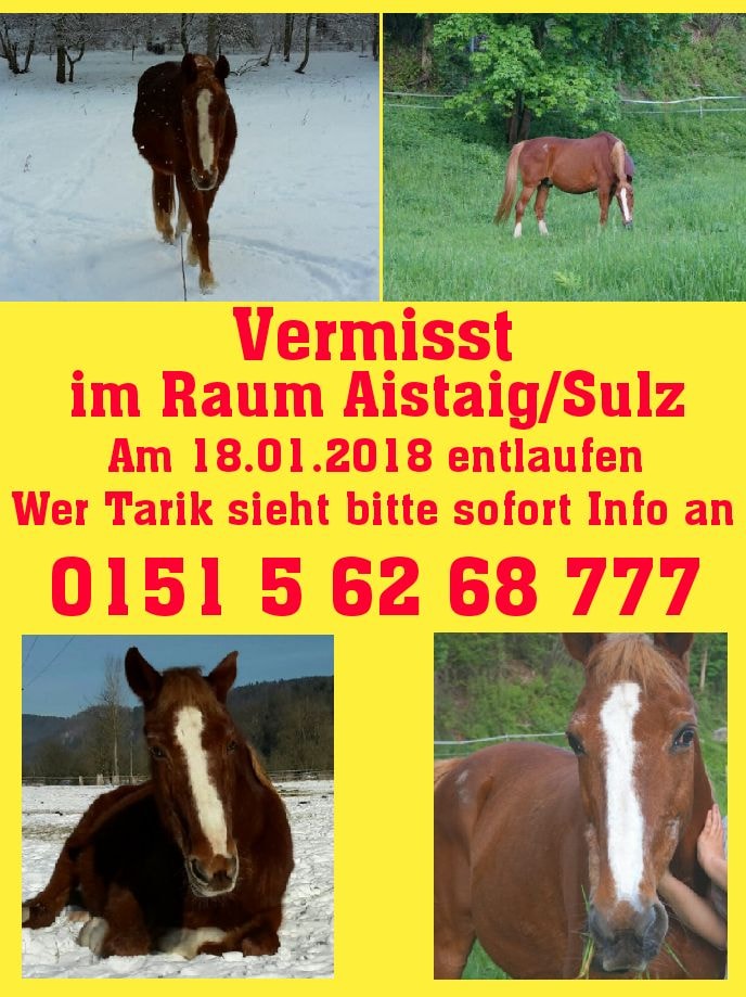 Von Tarik fehlt jede Spur! © Facebook Wo ist mein Hund