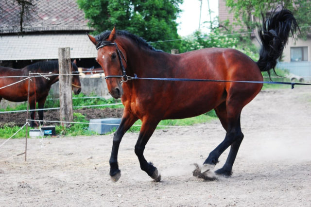 Beobachten Sie Ihr Pferd regelmäßig auf Anzeichen von Unbehagen. © pixabay