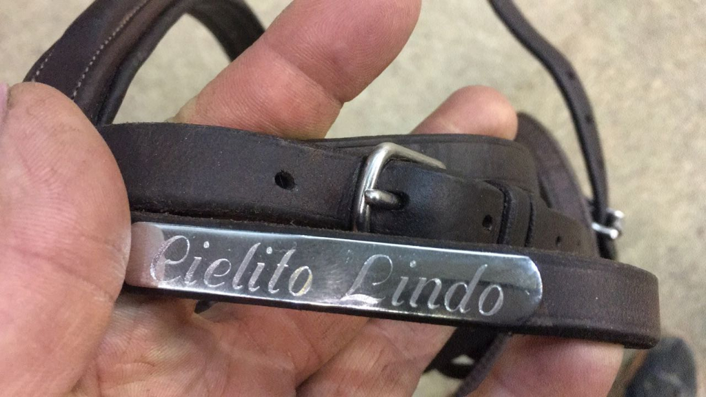 Cielito Lindo entwickelt sich zu einem beständigen Grand Prix Pferd. © Privat