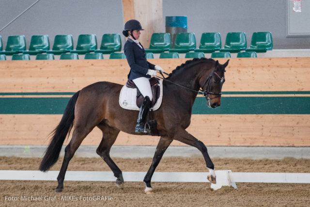 Astrid Neumayer und Founder 2 erzielten beim Preliminary Test der 6-jährigen Pferde 78,60 % und damit Rang 2. © Michael Graf