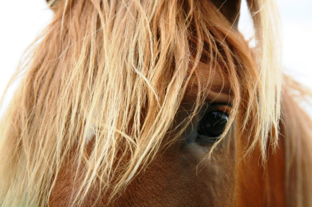 Bei Pferden ist das Bornavirus seit über 100 Jahren bekannt. © pexels