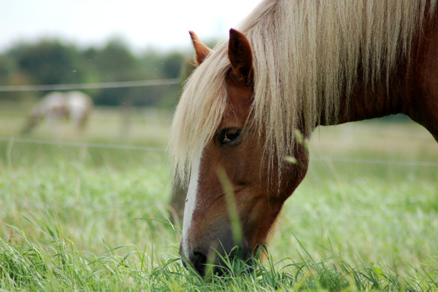 Studien belegen, dass zwischen 20 und 50 % aller Pferde und Ponys in Nordamerika und Europa an Übergewicht leiden. © Adobe Stock
