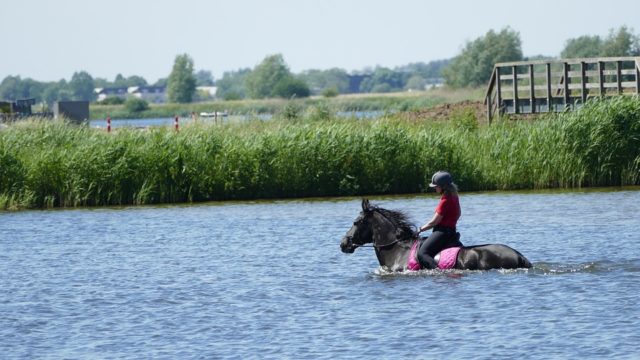 Schwimmen ist für Pferde sehr zu empfehlen. © pixabay