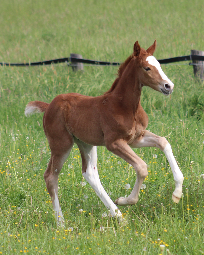 Fixkraft Fohlentagebuch Anstrengende Nachte Vor Der Geburt Equestrian Worldwide Pferdesport Weltweit Eqwo Net