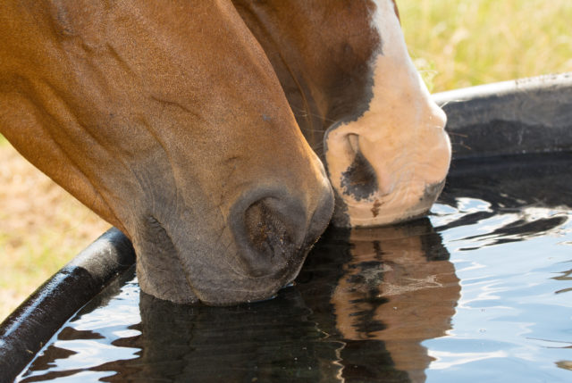 Verunreinigtes Wasser ließ die Tiere in einem Reitstall in NÖ erkranken. Nun soll vor Gericht geklärt werden, wie die Bakterien ins Wasser kamen. © Adobe Stock