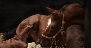 Nur ein Gentest kann Gewissheit bringen, ob ein Pferd Träger des WFFS-Syndroms ist. © Adobe Stock