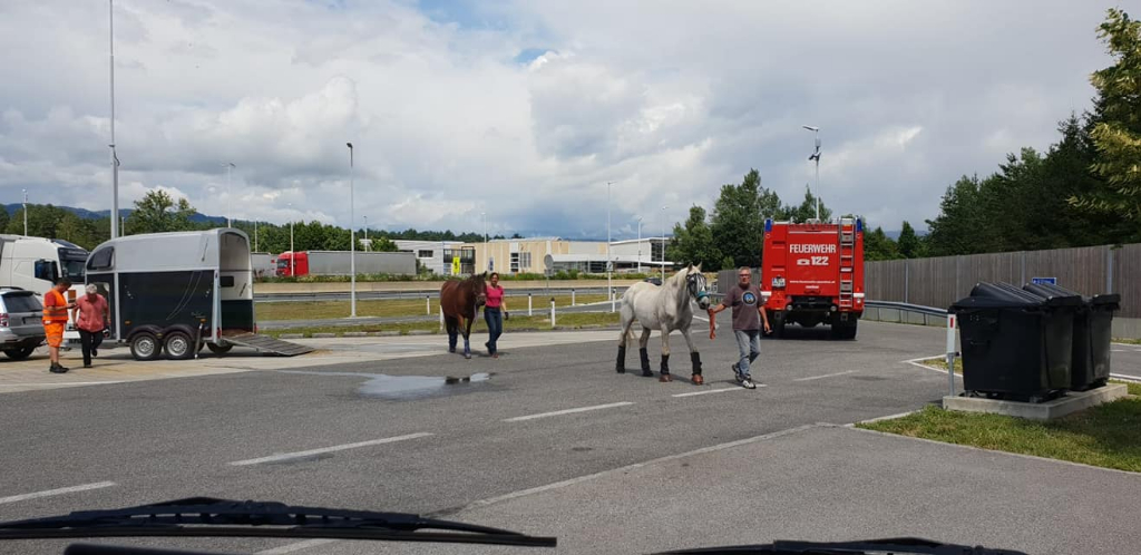 Den Tieren konnte rasch geholfen werden. © FF St.Georgen am Sandhof / Facebook