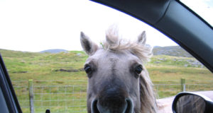 Wer ein Pony im Auto zu transportiert, muss mit einer Strafe rechnen. © Adobe Stock/Kica Henk