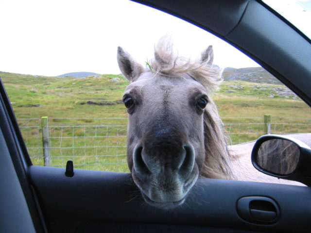 Wer ein Pony im Auto zu transportiert, muss mit einer Strafe rechnen. © Adobe Stock/Kica Henk