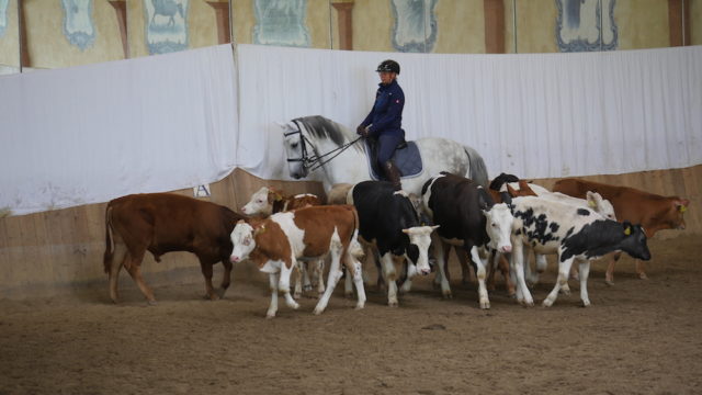 Weltmeisterin Mirjam Wittmann bei der Arbeit mit der Rinderherde. © Ulrich Rosinger, ESR Luftbild