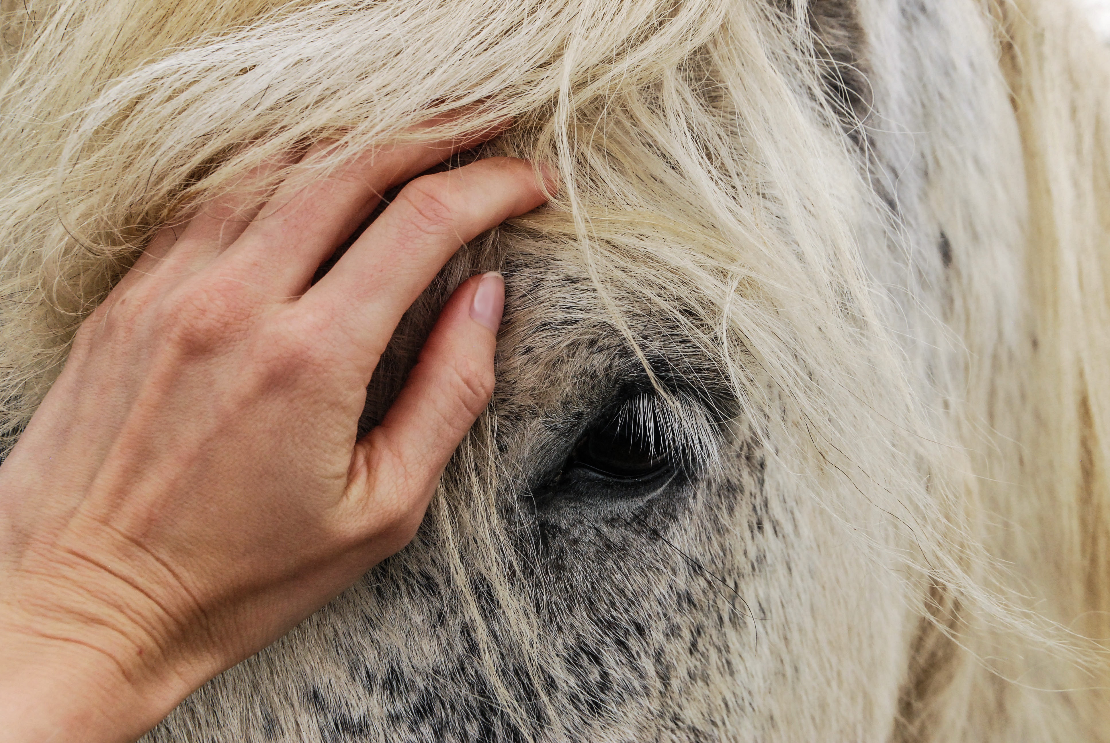 Die Verbindung zu unseren Pferden sollten wir auch im Sattel niemals verlieren. © pexels