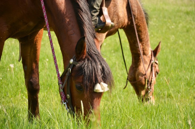 Auch schwach giftige Pflanzen können für Pferde gefährlich sein. © Bedec Zuzana / Shutterstock
