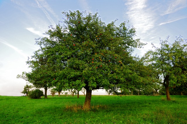 Der Apfelbaum. © Bertold Werkmann / Shutterstock