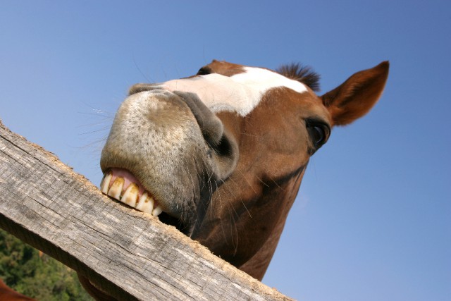 Pferde nagen gerne an Holz. © acceptphoto / Shutterstock