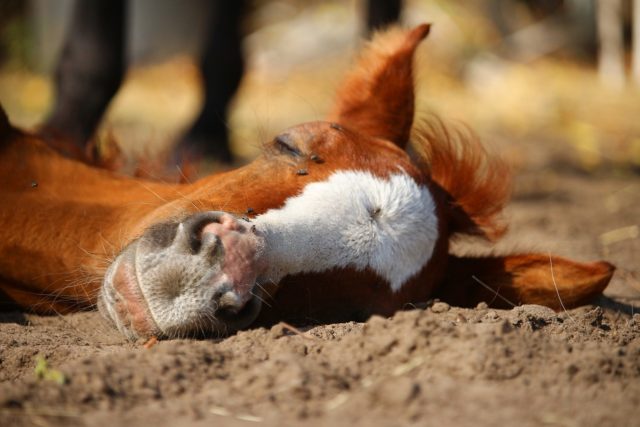 Schlaf dient nur den tierischen Sportpartnern als wichtige Regenerationsphase © pixabay