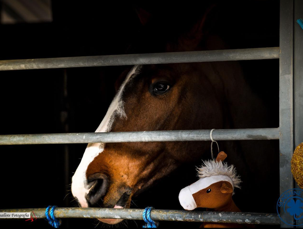 Zweites neurologisch auffälliges Pferd in Vejer, Turnier abgebrochen