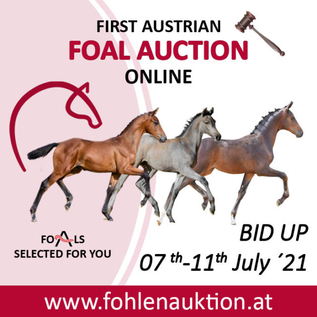 Erste Online-Fohlenauktion in Österreich