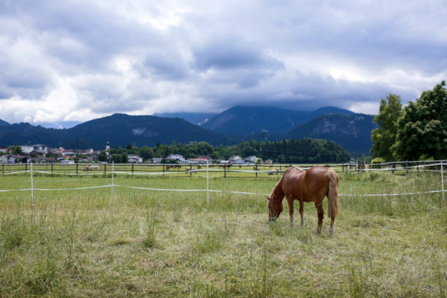Erste österreichische Pferdeklappe: 30 Klappenboxen stehen für Pferde in Not zur Verfügung. © Österreichischer Tierschutzverein