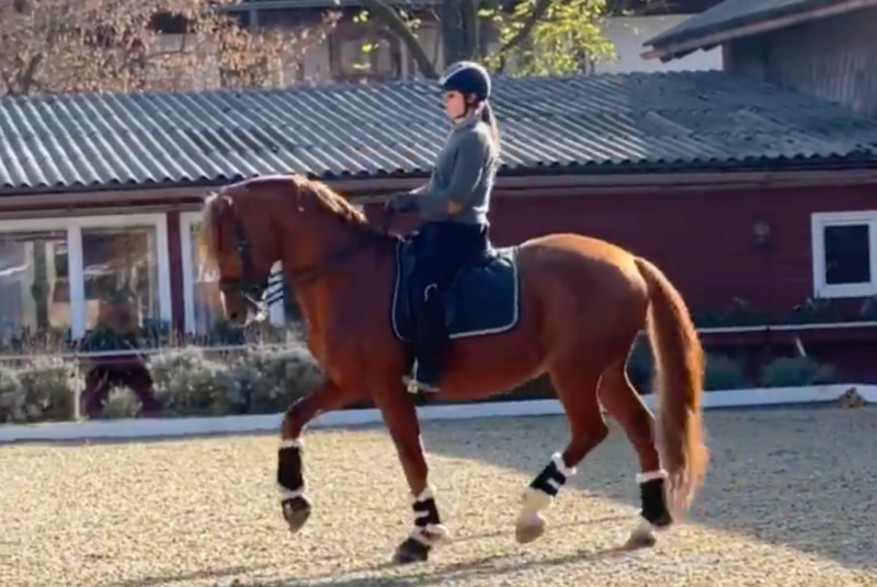 Nicole Ahorner (AUT) hat ein neues Grand Prix-Pferd: Ludwig der Sonnenkönig nahm bereits an den Olympischen Spielen teil. © IG: nicoleahorner