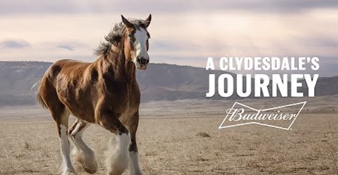 Clydesdale-Power: Die neue Budweiser Werbung für den Super Bowl der NFL ist da! © YouTube Budweiser