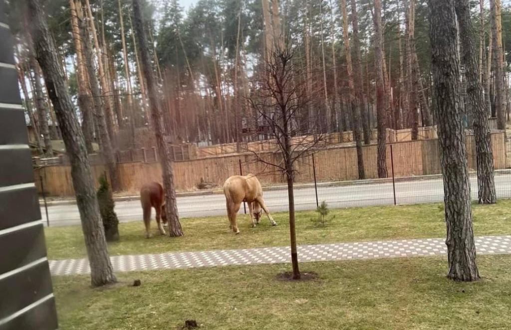 Verzweifelte Besitzer:innen müssen ihre Pferde teilweise aus Futtermangel oder Bombengefahr freilassen. © FB: Юлия Молокова