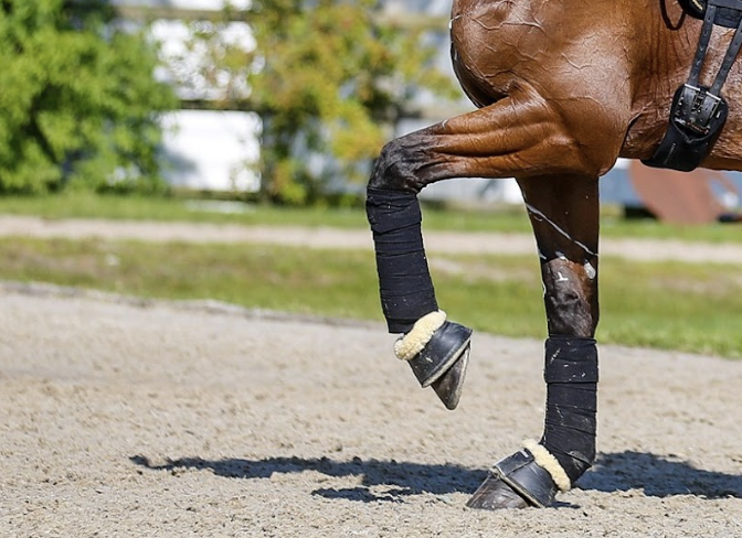 Bandagen und Gamachen: Schaden wir unseren Pferden damit mehr, als sie zu schützen? © EQWO.net/ Petra Kerschbaum